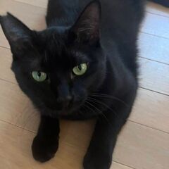 甘えん坊でツヤツヤ綺麗な黒猫です