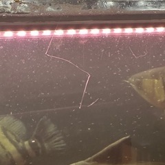 6月1日まで】アクリル水槽（1500×900×500）