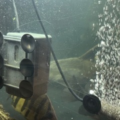 6月1日まで】アクリル水槽（1500×900×500）