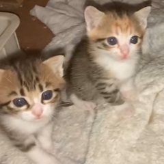 生後4週キジシロくん♡ヨチヨチ歩きの5兄妹 - 猫