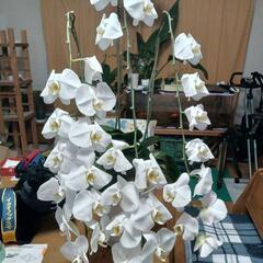 胡蝶蘭　白花　３本仕立て　花終わり　鉢付き