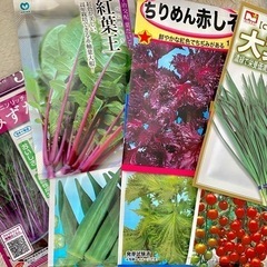 【6/2迄】野菜種7種セット
