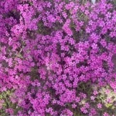 芝桜カット苗20本グランドカバー　ピンク系花が咲く 