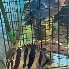 淡水大型熱帯魚