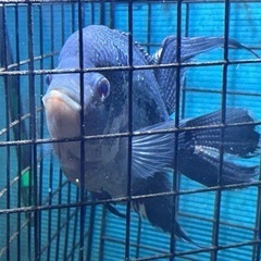 淡水大型熱帯魚