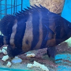 淡水大型熱帯魚