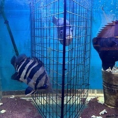 淡水大型熱帯魚