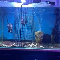 淡水大型熱帯魚