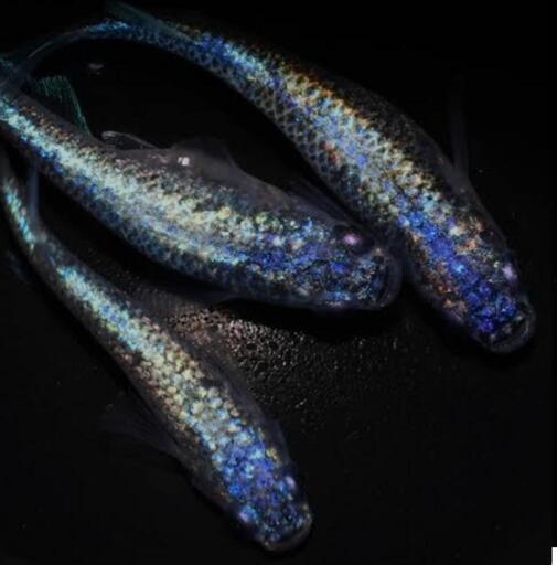 極上ネプチューン 若魚1ペア