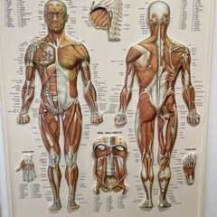 3D解剖ポスター