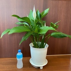 【観葉植物】スパティフィラム 60cm 