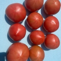 本日収穫したトマト　5個
