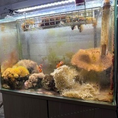 水槽　海水魚、イソギン、サンゴ複数