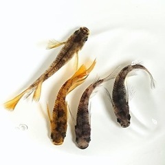 赤虎ロングフィンメダカの針子（稚魚）30匹☘️オマケ付き☘️