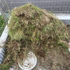 芝生 30平米くらい ３日前に剥ぎました。