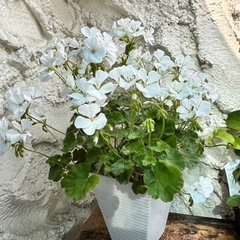 白花 ゼラニウム ④鉢植え ガーデニング 植物 植木