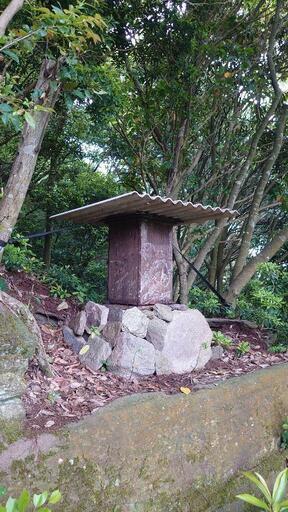 日本蜜蜂分蜂群