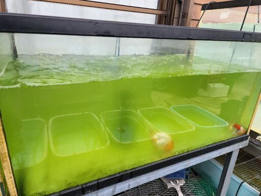90センチガラス水槽