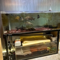 【ネット決済】大型水槽一式　熱帯魚　生体引き