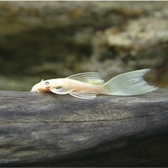 ロングフィンブルーアイゴールデンブッシープレコ 稚魚　2-2.5cm
