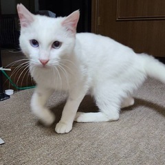 甘えん坊の白猫ノンタン