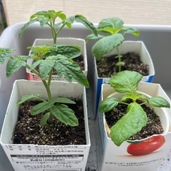 ミニトマトと大葉の苗4個セット