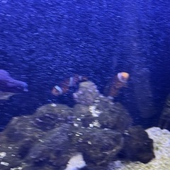 海水魚　　6匹
