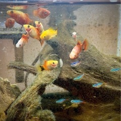 お取引決定しました【熱帯魚】プラティ、ネオンテトラ、コリドラス　