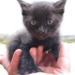 黒子猫生後1ヶ月ほど