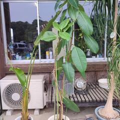 フィカス　ゴムの木　観葉植物