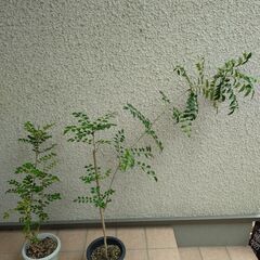 庭木　観葉植物　シマトネリコ　2鉢