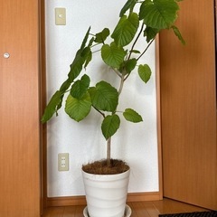  ウンベラータの鉢植え