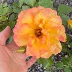バラ　中苗　色が黄色-オレンジ-ピンクに変化