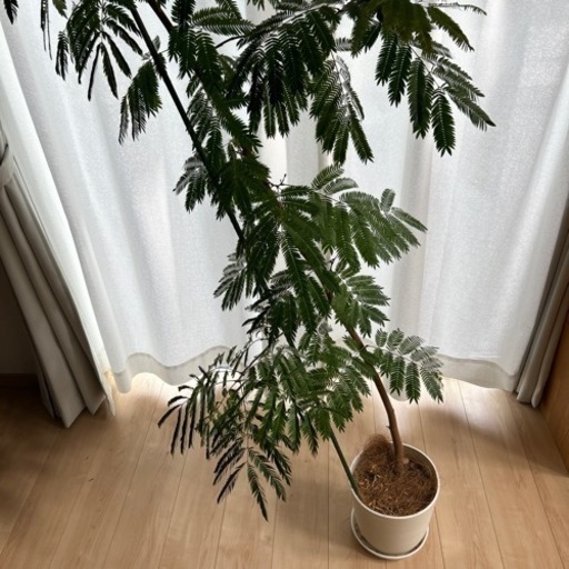エバーフレッシュ　観葉植物