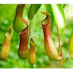 食虫植物ウツボカズラ★ネペンテス