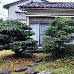 富山県・庭の木を差し上げます