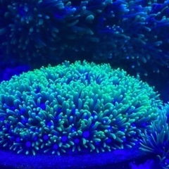 サンゴ　スターポリプ