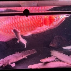 水槽　アロワナ　熱帯魚