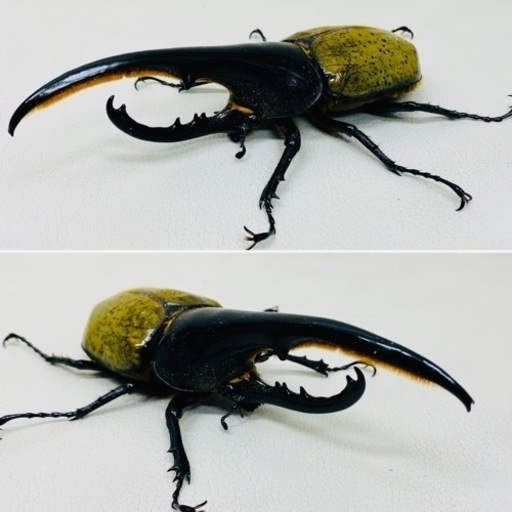 ヘラクレスオオカブト オス単品