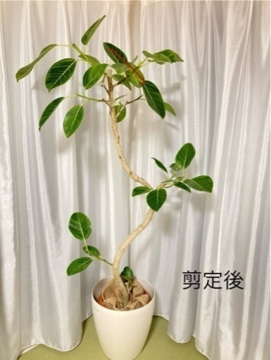 フィカスアルテシマ 観葉植物 永遠の幸福 フィカスアルテシマ ゴムの木