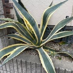 超特大　美株　アメリカーナ　覆輪斑