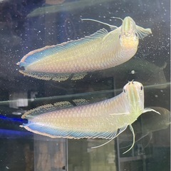 ブラックアロワナ成体1匹