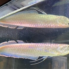 ブラックアロワナ成体1匹