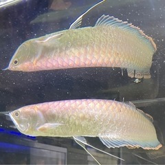 ブラックアロワナ成体1匹