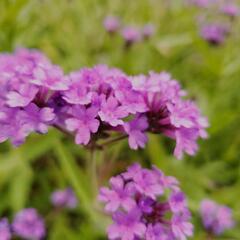 草刈り除草でお疲れではありませんか？