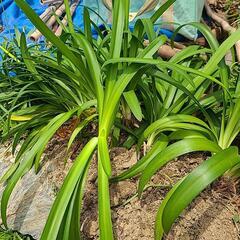 アガパンサス　　ガーデニング　お花　植物