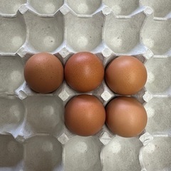 3日まで！卵 5個 新鮮鶏卵