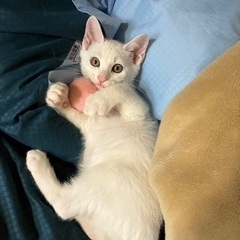 生後3ヶ月のわんぱく白ネコ