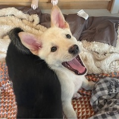 元気いっぱい　生後2か月の仔犬 − 徳島県