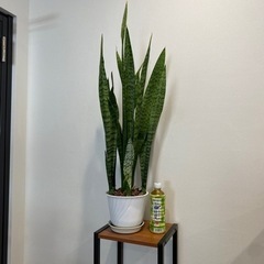 サンスベリア　鉢植え83cm